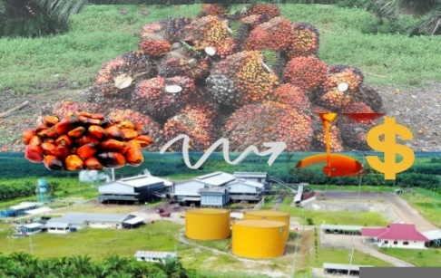¿Cuánto costará construir e instalar una planta procesadora de aceite de palma de 20 TPD en Nigeria?